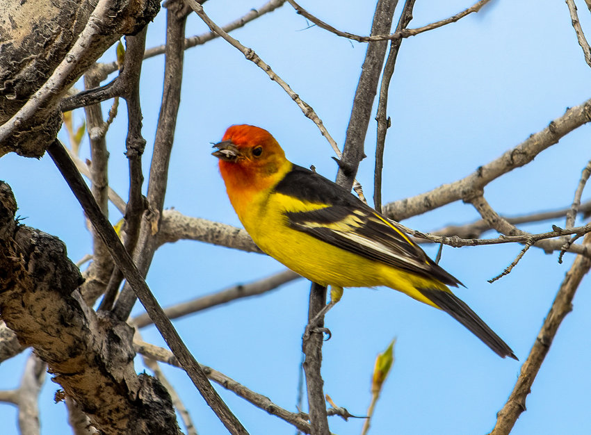A western tanager perches along the Wheat Ridge Greenway in May 2022.